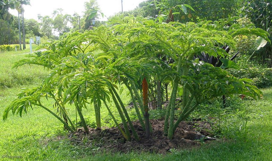 سیب زمینی پا فیلی